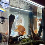 本町茶寮 - 待合椅子前の金魚さん