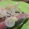根室花まる JRタワーステラプレイス店