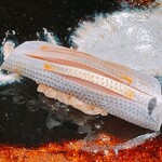 梅田 すし継 - 小肌②