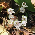 時代屋 オールドオーク - 【オマケ】佐渡「金北山」の雪割草