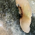 築地秀徳元祖 - 