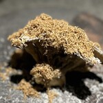 malca - 新潟県産大黒舞茸のフリット キノコのソース イタリア産黒トリュフ