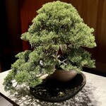 ブルガリ バー - 