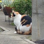 Cafe LAube - にゃ～ん