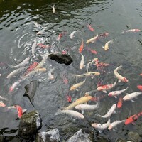 鉄板・懐石 くら馬 - 