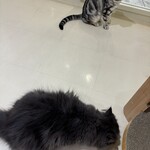 Cat Cafe MOFF - 