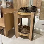 Cat Cafe MOFF - 