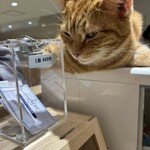 Cat Cafe MOFF - 