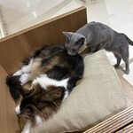 Cat Cafe MOFF - 