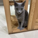Cat Cafe MOFF - 
