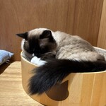 Cat Cafe MOFF - 
