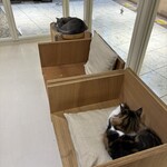 Cat Cafe MOFF - 