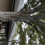 三輪山本 お食事処 - 