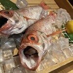 325466637 - 今日ののどぐろ