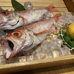 のどぐろ専門 銀座 中俣 - 今日ののどぐろ