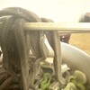一由そば - 割りばしよりも太い蕎麦。すするというより〈もぐもぐ〉と。