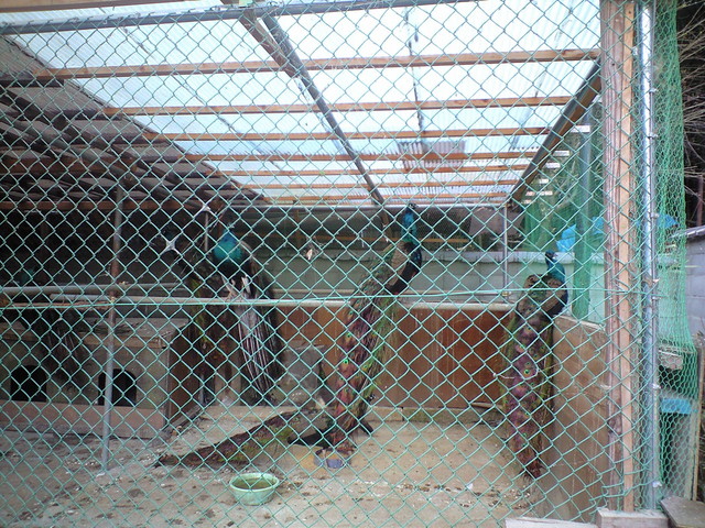 竹亭- 孔雀も居ます