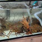 しらすと伊勢海老の 忠兵衛 - 