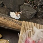 ヨコバチ - かわいいお店番