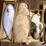 宝町サケスクエア - 本日のポンコツキャット☆汗