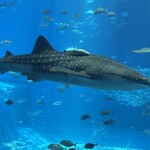 オーシャンビュー レストラン イノー - 