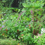 ほのかダイニング - 裏庭のアップです