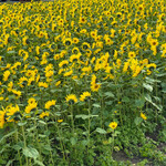 レークヒル・ファーム - 