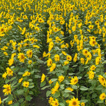 レークヒル・ファーム - 