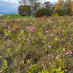 レークヒル・ファーム - 