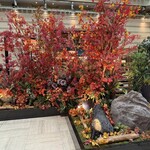 クー・オ・ミディ - 