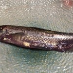 築地秀徳元祖 - 生柳葉魚