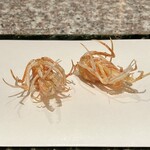 天麩羅 巽 - 才巻海老