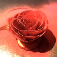 ル スプートニク - 