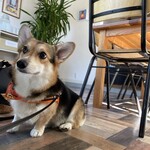 KARIYADO CAFE - テーブル下の愛犬