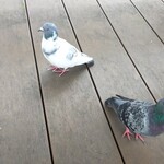 1954 Fukuoka - 塩パンうめ〜☆って言いよったバイ(笑)