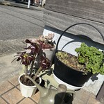 こーとれっと - 多肉植物も販売中
多肉屋もりもりさん