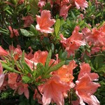 八甲田そば処きこり - グダリ沼の綺麗なレンゲツツジ　コレ蜜に毒あるから！○屋のひとりごとっていうアニメで知ったんよ　笑
      