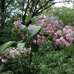 八甲田そば処きこり - タニウツギ