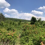 八甲田そば処きこり - レンゲツツジの盛りは過ぎたか…