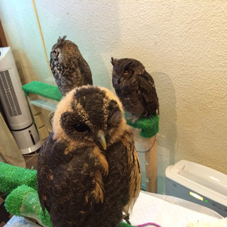 イケフクロウカフェ_2