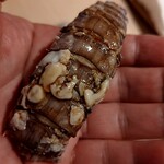 北の華 はやし - シャコ