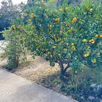 城ヶ崎オレンジ村 - 