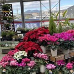 割烹 一の矢 - 大穂まで来たので旧ホーマックで今年のポインセチアを仕入れた