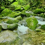 鮨居酒屋 やしま - 