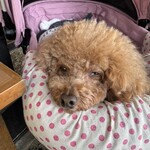 そば処 湧水 - ちょっと眠そう？ｗ