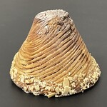 セイルノッツ - 料理写真:2025.10.28 (火)    ショコラオランジュ　351円（税込）