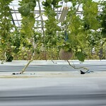 FARM PATISSERIE LE FUKASAKU - 