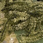 民謡島唄と沖縄料理ちぬまん 国際通り牧志店 - プチプチ感が心地よい、観光定番の一品。