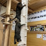 ねこ屋 - 
