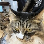 ねこ屋 - 
